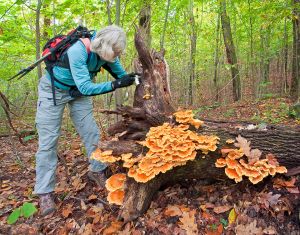 16  DB327-Photographing-Sulpher-Shelf-Mushrooms-along-the-Newbury-Trail--Pan-(4).jpg